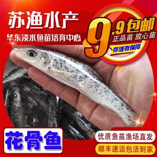 本土花骨鱼苗麻叉鱼大眼鱼季骨郎