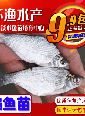 鳊鱼苗扁鱼苗武昌扁鱼三角鲂边鱼苗长身鳊鱼江边江鳊活体淡水鱼苗