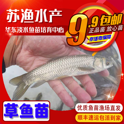 本土草鱼苗青鱼苗花鲢苗白鲢苗