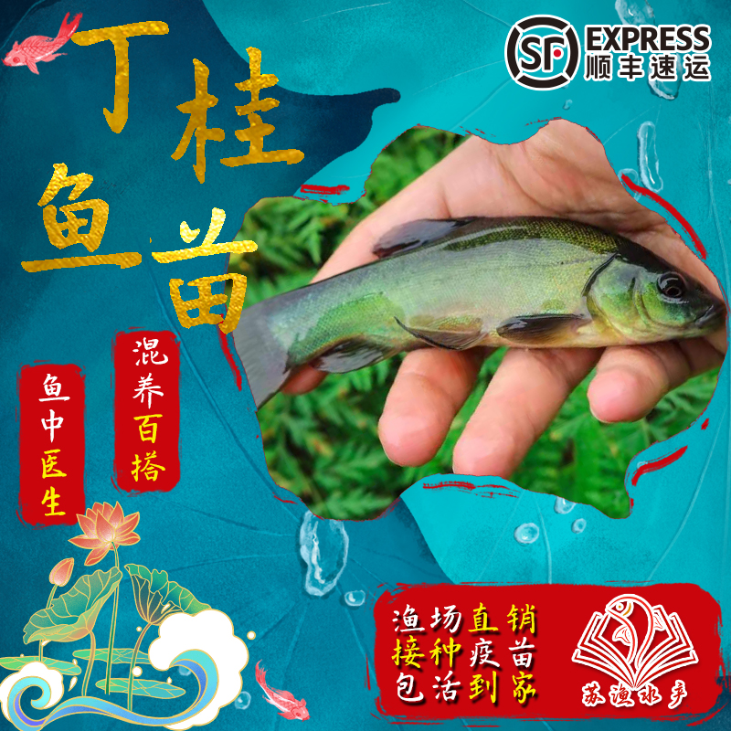 本土丁桂鱼苗鱼医生欧洲进口鱼种