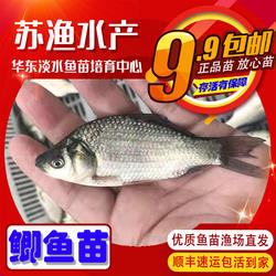 大规格鲫鱼苗土鲫鱼银鲫苗方正银鲫黄金鲫小鲫鱼苗中科三五鲫鱼苗