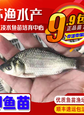 大规格鲫鱼苗土鲫鱼银鲫苗方正银鲫黄金鲫小鲫鱼苗中科三五鲫鱼苗