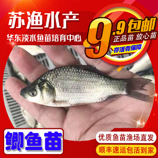大规格鲫鱼苗土鲫鱼银鲫苗方正银鲫黄金鲫小鲫鱼苗中科三五鲫鱼苗