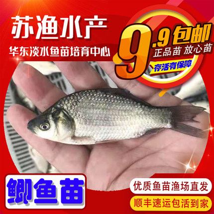 大规格鲫鱼苗土鲫鱼银鲫苗方正银鲫黄金鲫小鲫鱼苗中科三五鲫鱼苗
