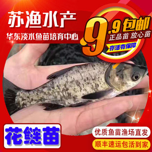 花鲢鱼苗芝麻花莲苗胖头鱼大头鱼鳙鱼苗白鲢草鱼青鱼喂食打氧淡水