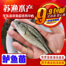 淡水鲈鱼苗加州鲈鱼苗七星鲈苗海鲈鱼苗罗非鱼苗大口黑鲈养殖路亚