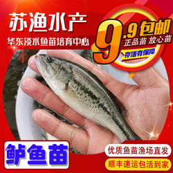 淡水鲈鱼苗加州鲈鱼苗七星鲈苗海鲈鱼苗罗非鱼苗大口黑鲈养殖路亚