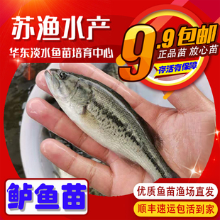 淡水鲈鱼苗加州鲈鱼苗七星鲈苗海鲈鱼苗罗非鱼苗大口黑鲈养殖路亚