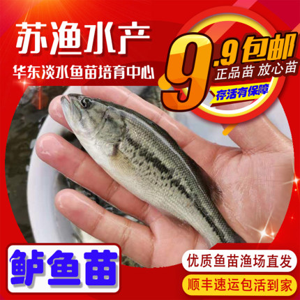 淡水鲈鱼苗加州鲈鱼苗七星鲈苗海鲈鱼苗罗非鱼苗大口黑鲈养殖路亚