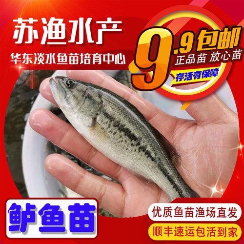淡水鲈鱼苗加州鲈鱼苗七星鲈路亚