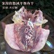 包邮 宁波舟山特产 淡干无盐墨鱼干乌贼干 500克 墨鱼干 乌贼干