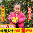 时令新鲜水果超甜孕妇9 现摘当季 湖南麻阳冰糖橙新鲜水果10斤 包邮