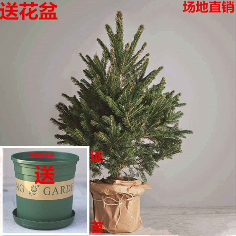 云衫活圣诞树真树的松树园林绿化室内盆栽圣诞树真树花卉绿植包邮