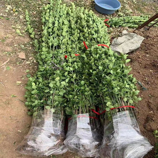 北海道黄杨冬青四季常青耐寒绿篱笆围墙植物大叶黄杨庭院绿化苗木