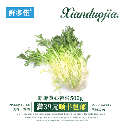 黄心苦菊生菜新鲜苦苣菜沙拉蔬菜