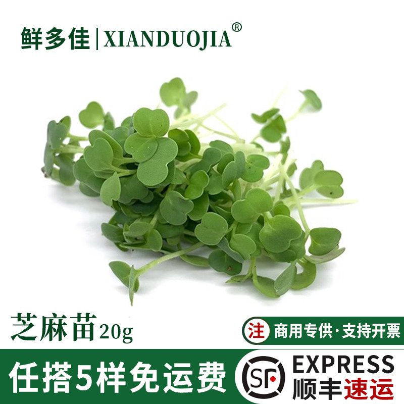新鲜芝麻苗千宝苗食用芽苗蔬菜