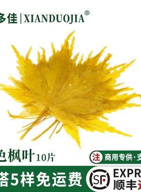 新鲜黄色枫叶真空盐渍枫树叶黄枫叶西餐酒店圣诞日料摆盘装饰点缀