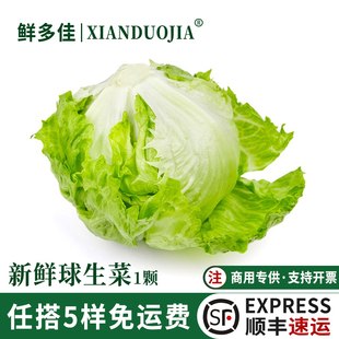 新鲜球生菜1斤汉堡用西生菜圆生菜色拉西餐轻食沙拉蔬菜食材配菜