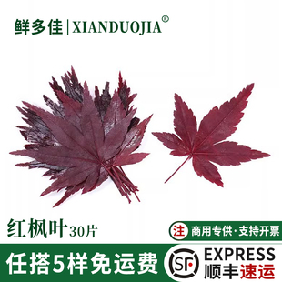 红枫叶新鲜盐渍枫树叶绿枫叶酒店烘焙蛋糕日料西餐摆盘装饰花草