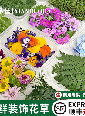 西餐摆盘装饰花草新鲜食用花烘培蛋糕装饰叶子薄荷叶清香木三色堇