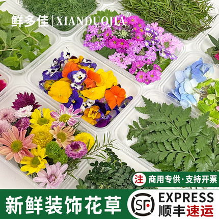 西餐摆盘装饰花草新鲜食用花烘培蛋糕装饰叶子薄荷叶清香木三色堇