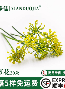 小莳萝花新鲜小茴香花烘焙蛋糕酒店西餐日料刺身摆盘装饰花草鲜花