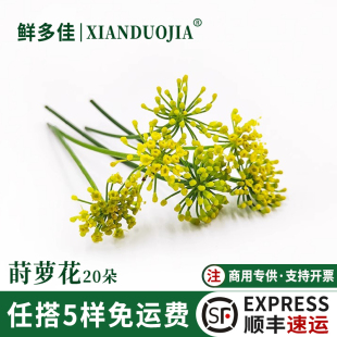 小莳萝花新鲜小茴香花烘焙蛋糕酒店西餐日料刺身摆盘装饰花草鲜花