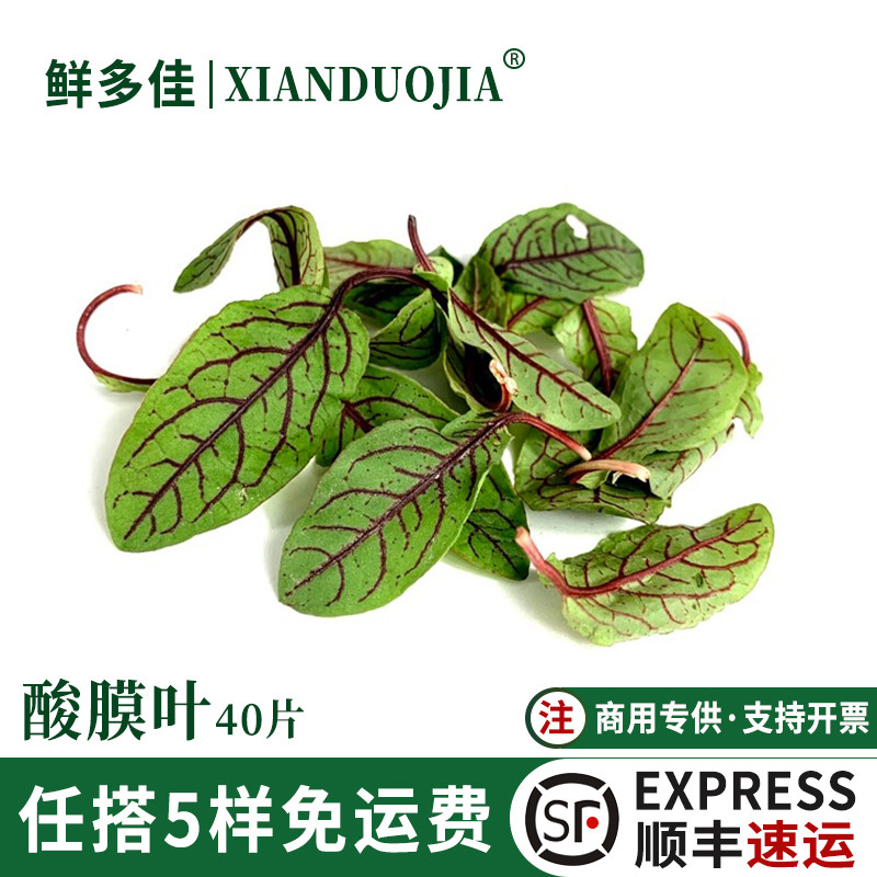 红脉酸膜叶新鲜酸模叶红酸模草酢浆草食用花日料刺身摆盘装饰花草