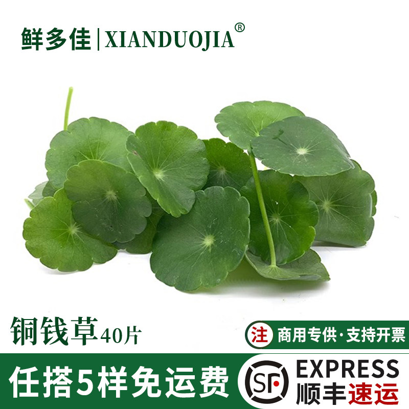 铜钱草新鲜旱金莲叶摆盘装饰花草