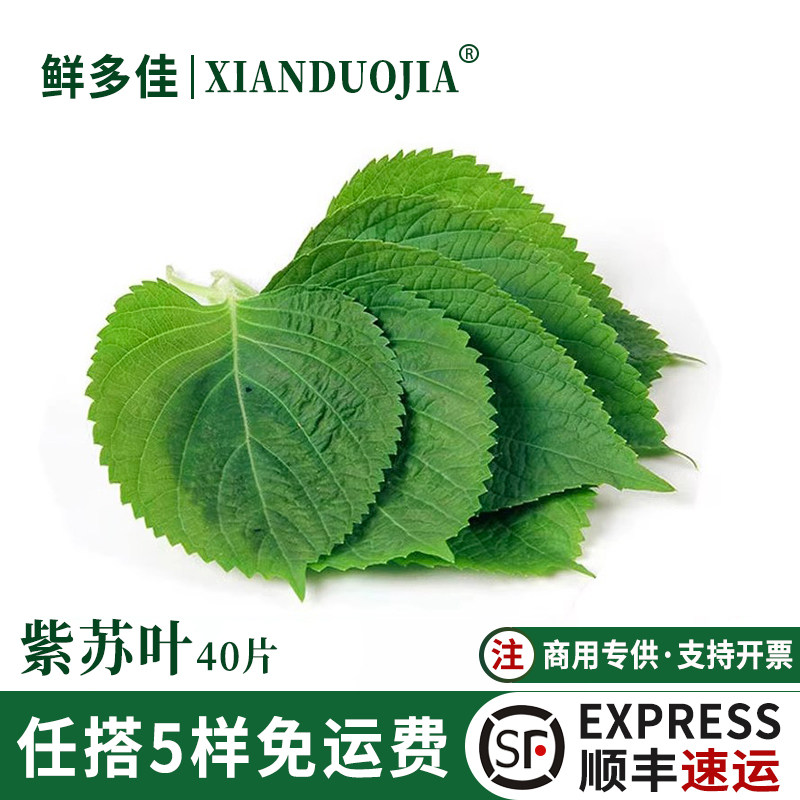 苏子叶新鲜大叶食用紫苏叶蘸酱包烤肉日式刺身摆盘装饰点缀紫苏