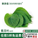 苏子叶新鲜大叶食用紫苏叶蘸酱包烤肉日式 饰点缀紫苏 刺身摆盘装