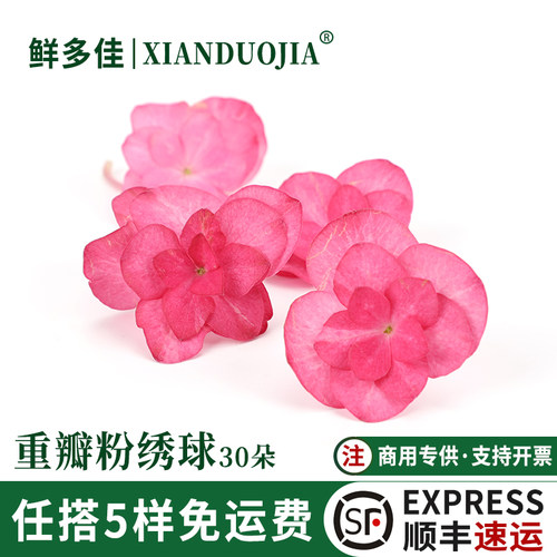 新鲜绣球花重瓣粉绣球花装饰鲜花