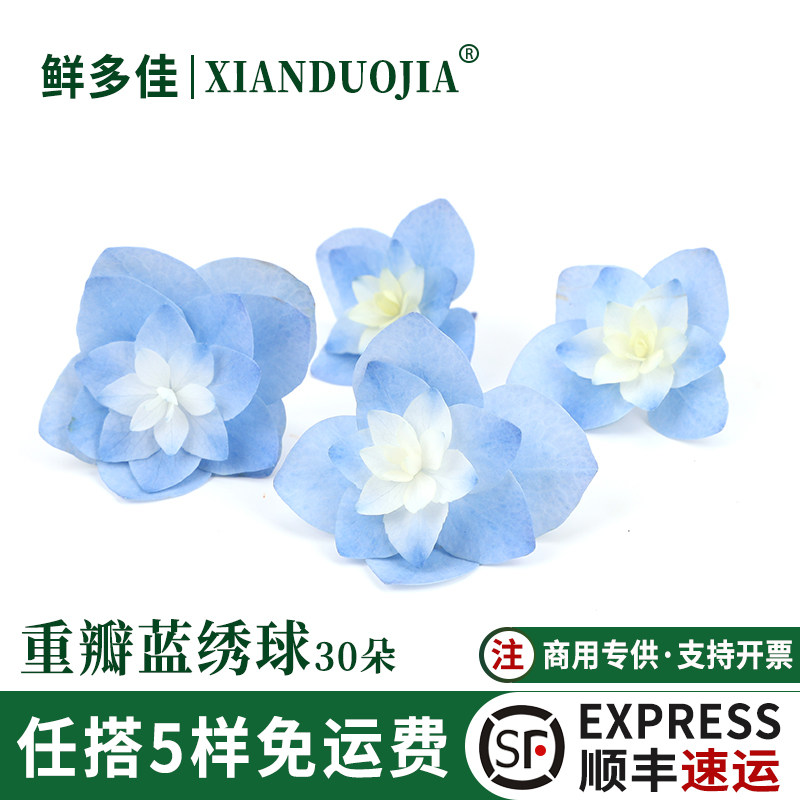 重瓣蓝色绣球花渐变色绣球花装饰
