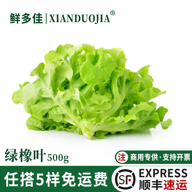 绿橡叶生菜新鲜蔬菜沙拉轻食生吃