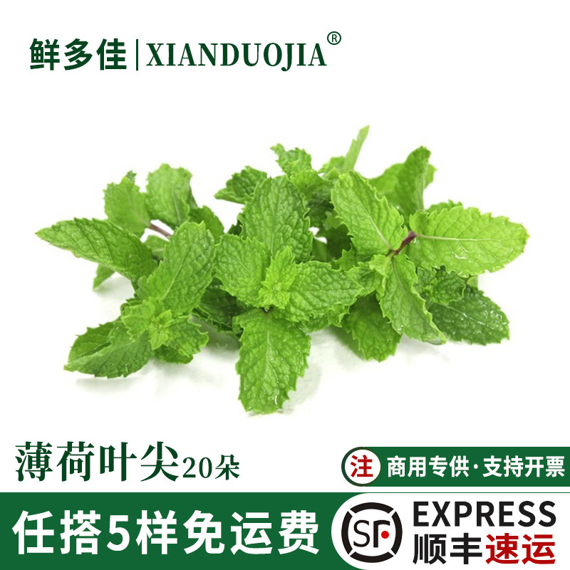 薄荷叶新鲜食用蛋糕装饰调酒摆盘图片
