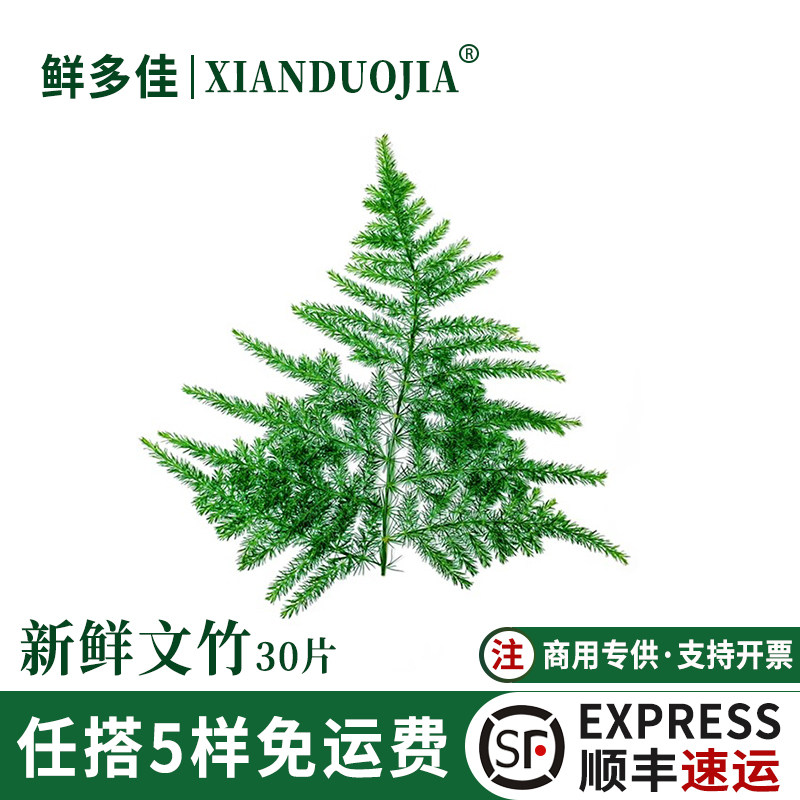 新鲜文竹云片竹西餐日料摆盘装饰