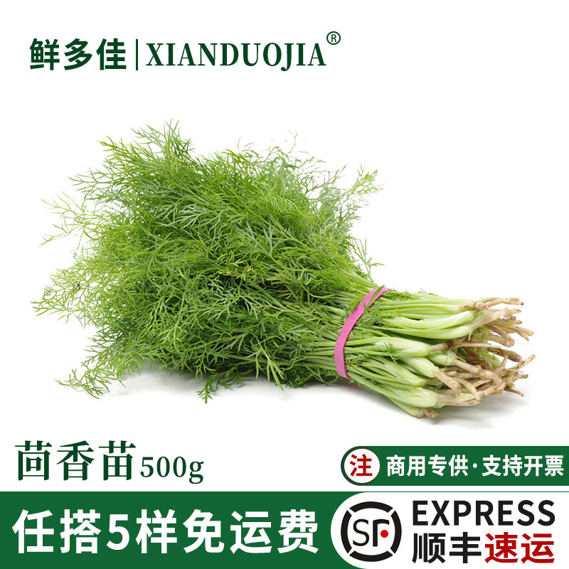 小茴香菜新鲜蔬菜荤香菜茴香苗大茴香菜新鲜蔬菜包饺子现割带根