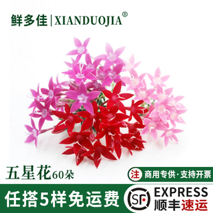 五星花新鲜繁星花烘焙蛋糕酒店饮品日料西餐摆盘装饰花草食用花