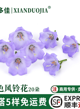 新鲜蓝色风铃花梦幻风铃花20朵日料酒店西餐摆盘装饰蛋糕饮品鲜花