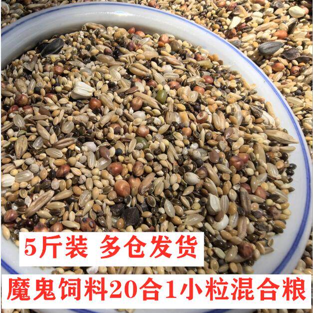 美顿宝魔鬼饲料鸽子斑鸠魔术鸽