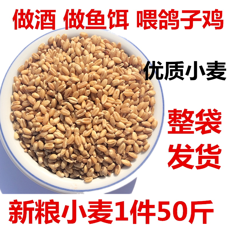 美顿宝优质麦粒钓饵鸽粮饲料