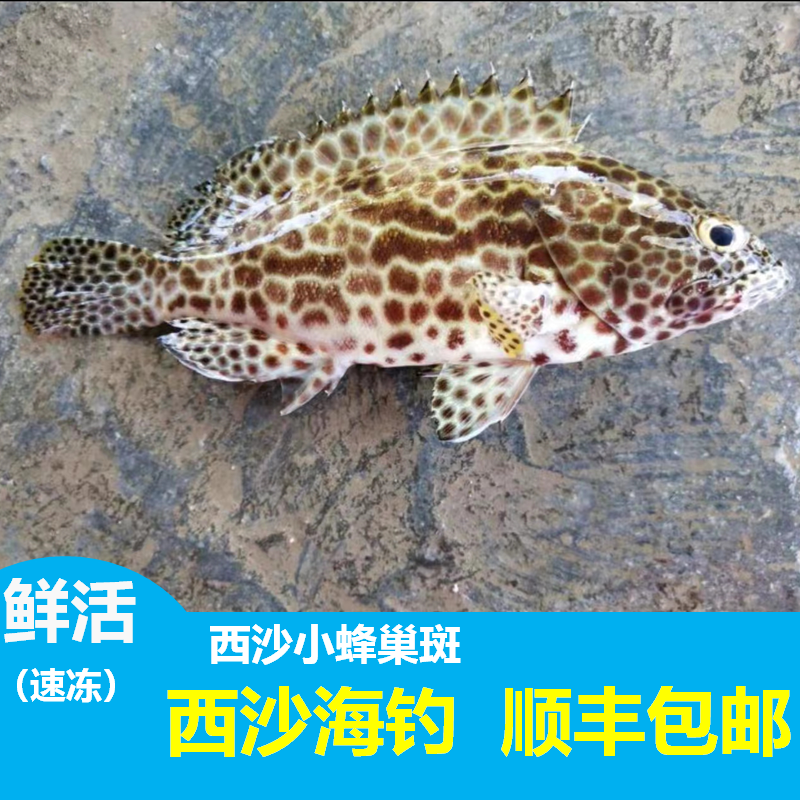 海南西沙蜂巢斑小石斑蜂窝斑鱼鲜活冷冻海鲜水产海钓新鲜熬汤烧烤
