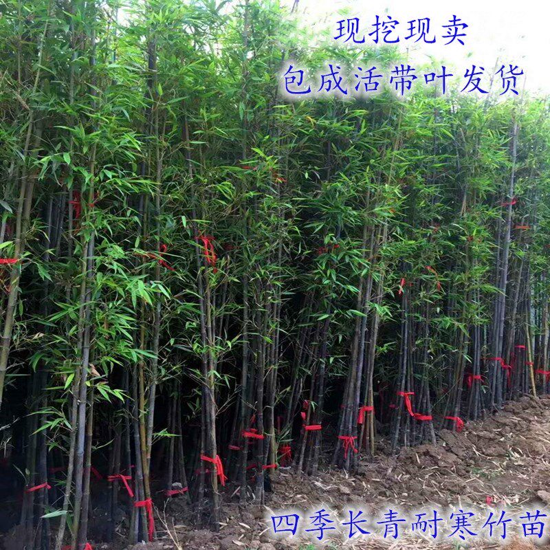 竹子竹苗紫竹苗金镶玉竹罗汉竹苗庭院四季常青苗盆栽北方地栽植物