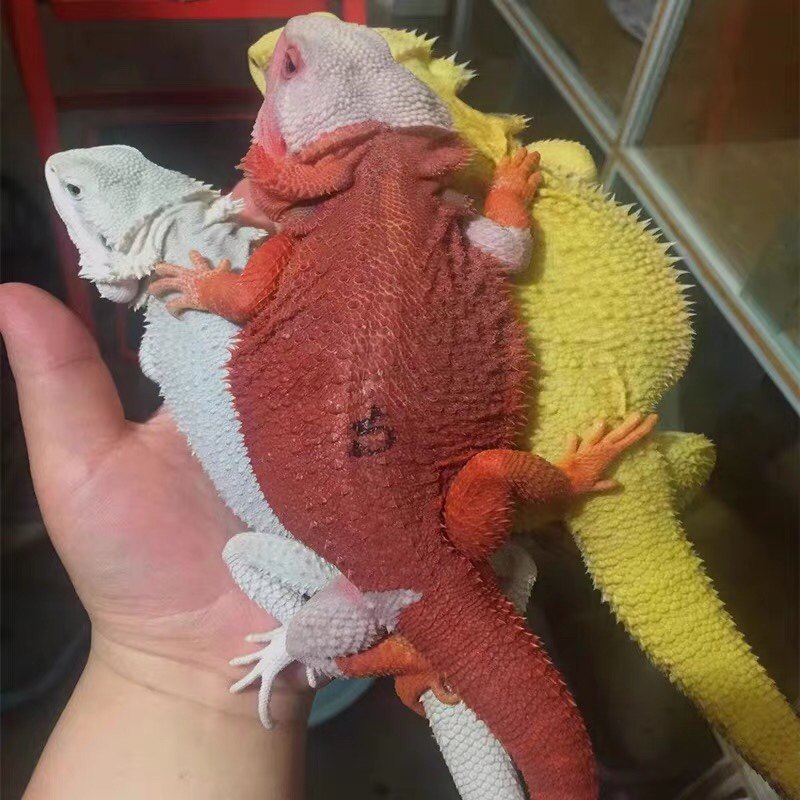 鬃狮蜥蜴幼苗活的异宠入门级爬宠红系黄系超白可爱无毒吃菜不咬人
