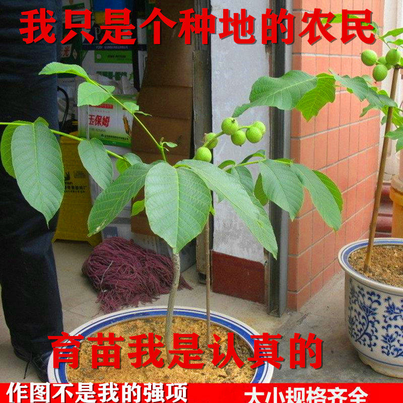 核桃树苗美国碧根果树嫁接苗核桃苗当年结果南方北方种植盆栽地栽