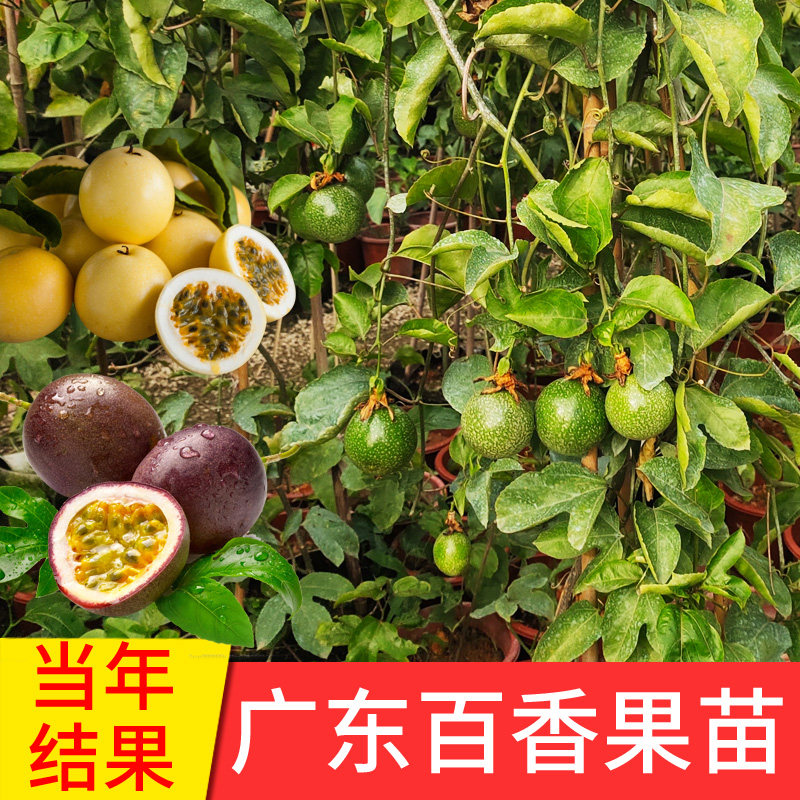 百香果苗黄金果树果苗盆栽四季