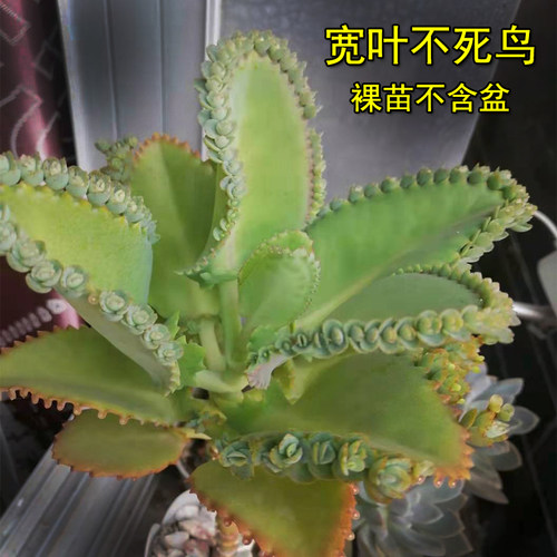 大叶落地生根苗 蕾丝公主多肉 落地生根多肉植物 宽叶不死鸟植物 - 封面
