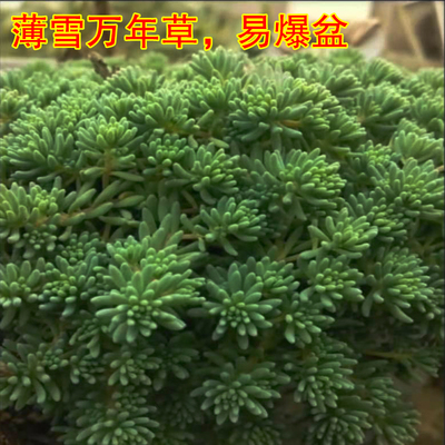 薄雪万年草多肉黄金护盆草福建