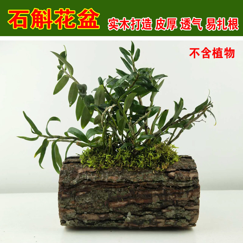 铁皮石斛板植石斛树桩种石斛