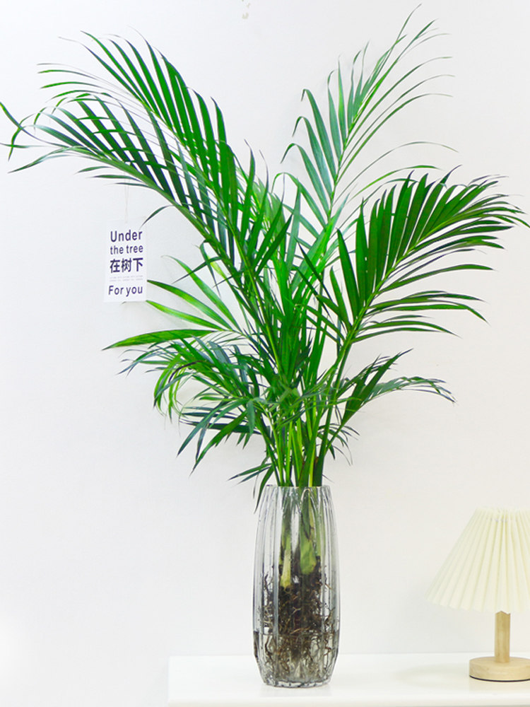 水培绿植凤尾竹大型散尾葵好室内盆栽养净化空气富贵椰子植物花卉